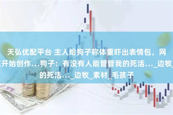 天弘优配平台 主人给狗子称体重吓出表情包，网友们紧跟热点开始创作…狗子：有没有人能管管我的死活…_边牧_素材_毛孩子